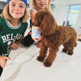 Maltipoo All Grown Up from Celebrity Maltipoos