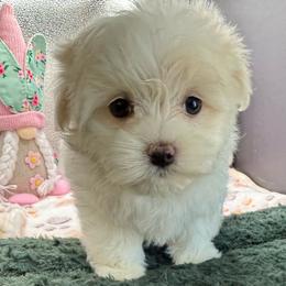 Arianna - White female Maltipoo puppy in Colonial Beach, Virginia from BeachRidge Pups