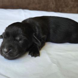 Kai - Black and cream female Dachshund puppy in Eldon, Missouri from Pure Joy Dachshunds