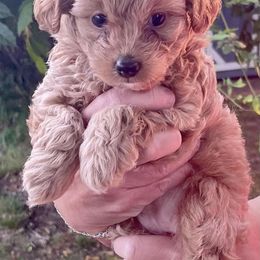 Poodle Puppies from Kindred Companions Toy Doodles