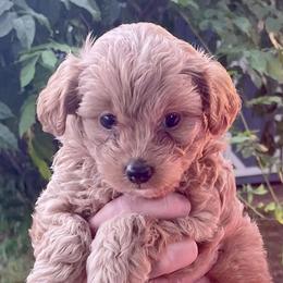 Poodle Puppies from Kindred Companions Toy Doodles