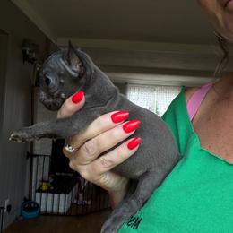 Girl 3 - Blue female French Bulldog puppy in Capac, Michigan from Puddles Palace Puppies