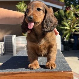 Pink Girl - Red female Dachshund puppy in Los Angeles, California from Hatadox