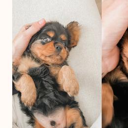 Cavalier King Charles Spaniels and Companion Crosses from The Darling Pup
