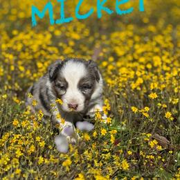 Mickey - Blue merle female Border Collie puppy in Sanger, California from Flying M Cactus Ranch Buddies