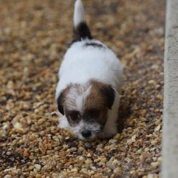 Ina Boy 4 - White and tan male Russell Terrier puppy in Middletown, Virginia from DBF Russell Terriers