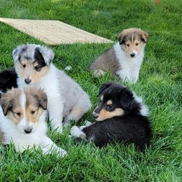 Scottish Collie Puppies from Sundance Scottish-Colleys
