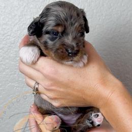 Pepper - Merle female Goldendoodle puppy in Murrieta, California from Apricot Poodles & Goldendoodles, LLC