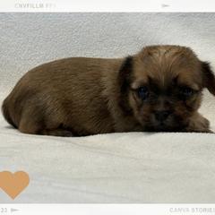 Nola (Reserved) - Blue and tan female Shorkie puppy in Delta, Colorado from SATA Kennels