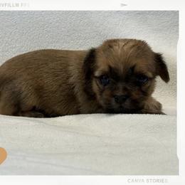 Nola (Reserved) - Blue and tan female Shorkie puppy in Delta, Colorado from SATA Kennels