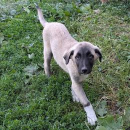 Boy 2 - Fawn male Anatolian Pyrenees puppy in Marysville, Ohio from Brotherton Family Farms