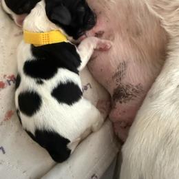 Girl 2 , yellow collar - Black white and tan female Cocker Spaniel puppy in Boca Raton, Florida from Gold-Coast Cockers