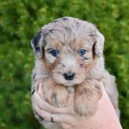The Duke - John Wayne (grey collar) - Merle male Sheepadoodle puppy in Mouth Of Wilson, Virginia from HoneyBunn Doodle Co.