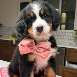 Dani - Tri-color female Bernese Mountain Dog puppy in Yuciapa, California from AlltheDoodlez_
