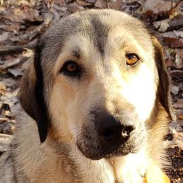 Anatolian Shepherd Dogs from Cedar Trace Farm