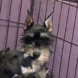 Gemma - Miniature Schnauzer