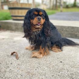 Maverick - Cavalier King Charles Spaniel