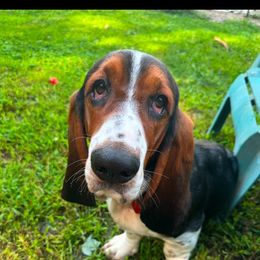 Yogi - Black and white male Basset Hound puppy in Lindley, New York from Hill Top Basset Hounds & Cane Corso