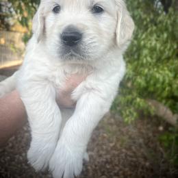 Black - Light golden male Golden Retriever puppy in Clovis, California from Puppy Love, Hall's Goldens