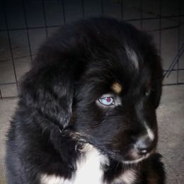 Australian Shepherd Puppies from Vortex Australian Shepherds