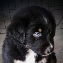 Australian Shepherd Puppies from Vortex Australian Shepherds