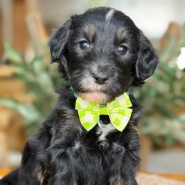 Elliot - Tri-color male Bernedoodle puppy in Yuciapa, California from AlltheDoodlez_