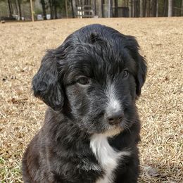 Aussiedoodles, Goldendoodles, and Poodles from Riverbend Doodles