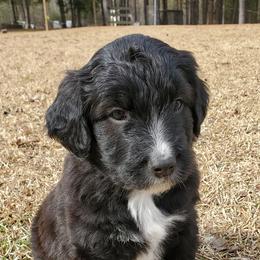 Aussiedoodles, Goldendoodles, and Poodles from Riverbend Doodles