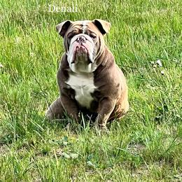 Denali - Bulldog