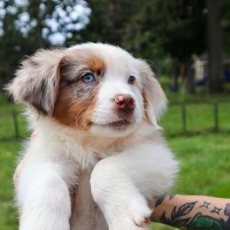 Lapetus - Red merle female Australian Shepherd puppy in Noblesville, Indiana from Saturn’s Rising Collies & Aussies