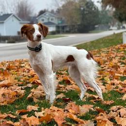 Remi - Brittany