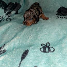 Pearl - Dapple female Dachshund puppy in Gulfport, Mississippi from Candy & Caits Farmstead Mini Doxies