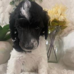Sam - Parti male Poodle puppy in Randallstown, Maryland from Parson Standards