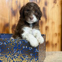 Felix - Brown male Poodle puppy in Chesapeake, Virginia from Doodle-Cove