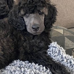 Poodle Puppies from Nay Design Poodles