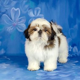 Shih Tzu Puppies from The Shih Tzu Life