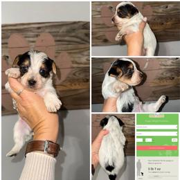 Charlie 2 Dot - Parti male Yorkshire Terrier puppy in Cleveland, Tennessee from Moody’s Morkies and More