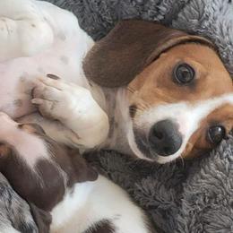 Lilly - Dachshund