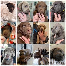 Dilute Retriever Puppies from Weathervane Labs