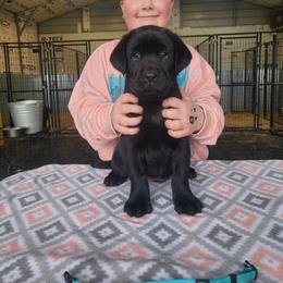 Light Blue Collar - Black female Labrador Retriever puppy in Yelm, Washington from Prince Labradors