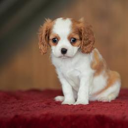 Goldie - Blenheim female Cavalier King Charles Spaniel puppy in Sugarcreek, Ohio from Chocolate Cavalier