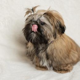 Shih Tzu Puppies from Good Lil Shih Tzu