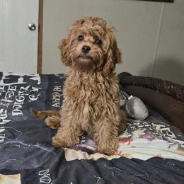 Todd - Red male Cavapoo puppy in Copan, Oklahoma from Lebel Cavapoos