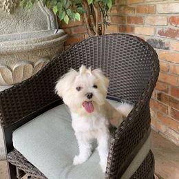 Big Mac - Maltese
