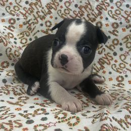 Dora - Black brindle and white female Boston Terrier puppy in Fillmore, Illinois from Wind Hill Puppies