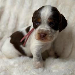 Pink girl - Liver white and tan female English Springer Spaniel puppy in Fairfield, California from Goldridge Springers