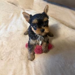 Daisy - Blue and gold female Yorkshire Terrier puppy in Greenville, South Carolina from Emerald Isle Yorkies
