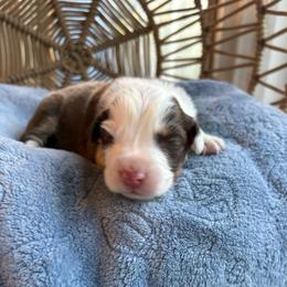 Elliot - Red tri-color male Australian Shepherd puppy in Grants Pass, Oregon from Carmel Mountain Aussies