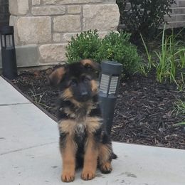 German Shepherd Puppies from Ewig Krieger Kennels