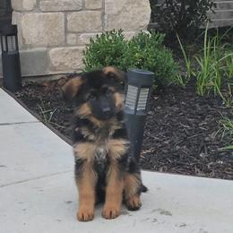 German Shepherd Puppies from Ewig Krieger Kennels